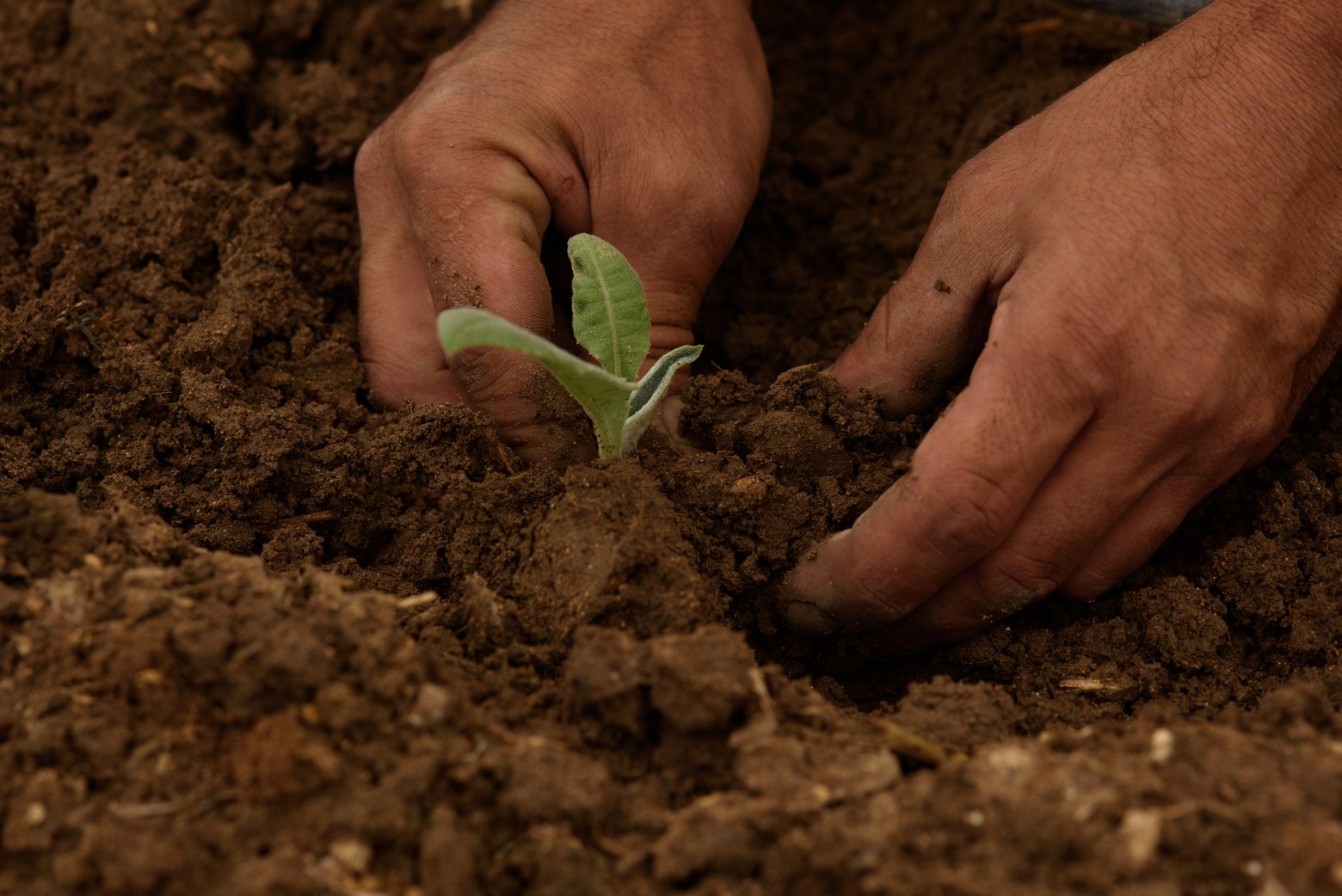 Regenerative Farming Hands Planting a Crop