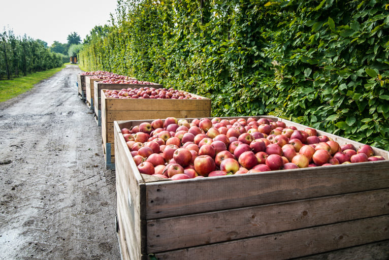 Apple Orchard