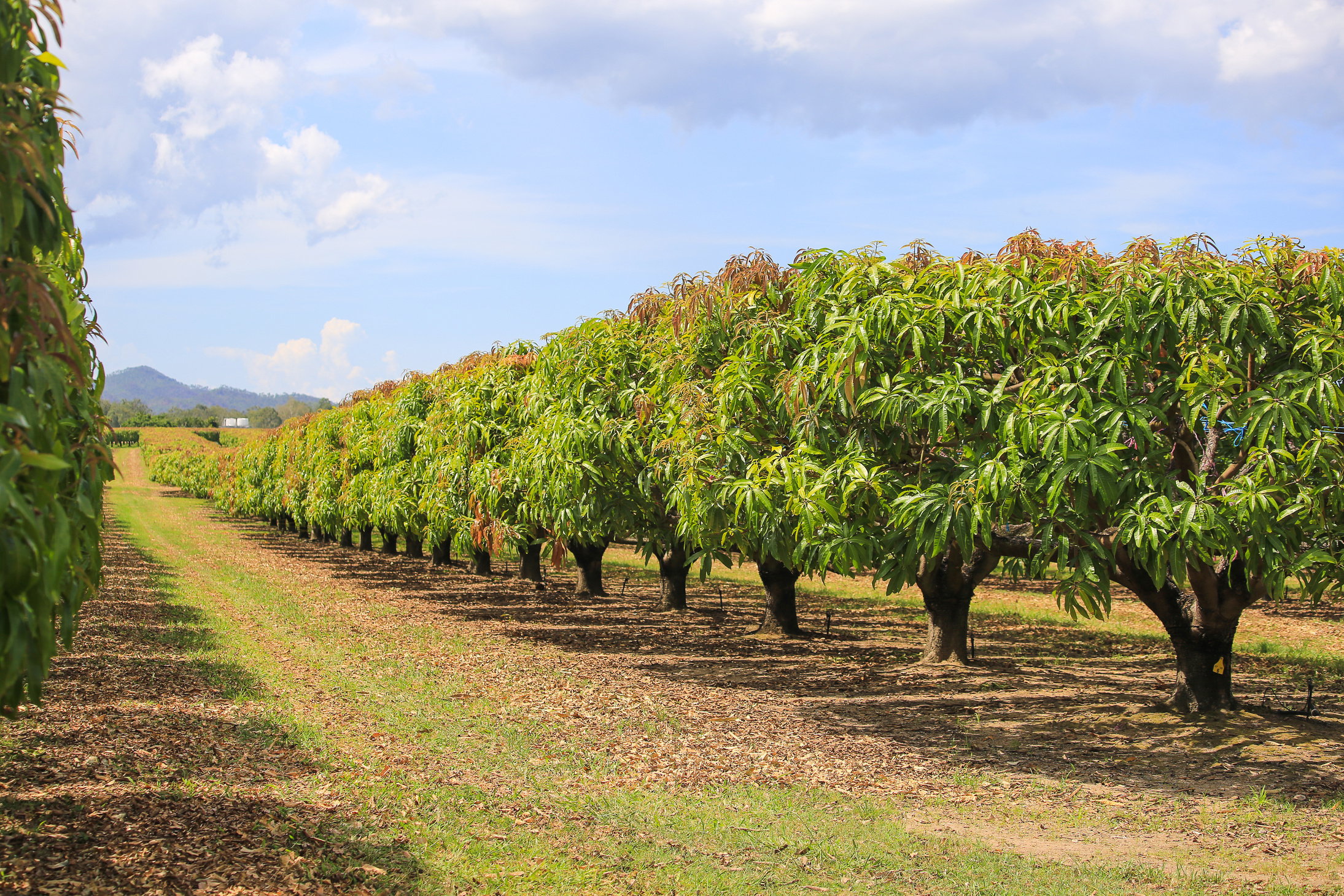 Mango trees on farm