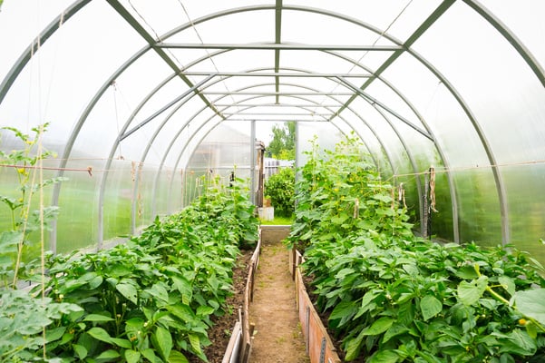 Inside plastic covered horticulture greenhouse